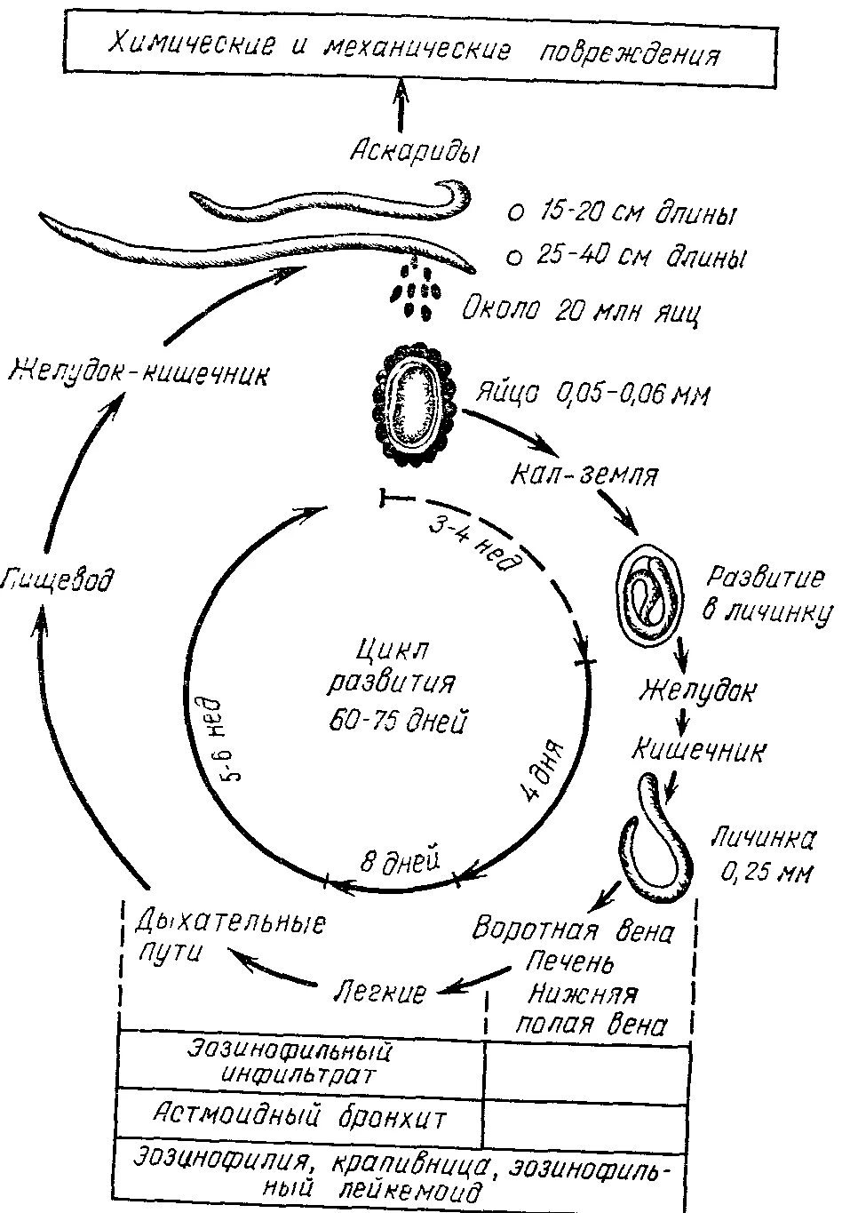 Схема развития человеческой аскариды. Цикл развития аскариды схема. Жизненный цикл аскариды человеческой схема. Цикл развития аскариды человеческой.