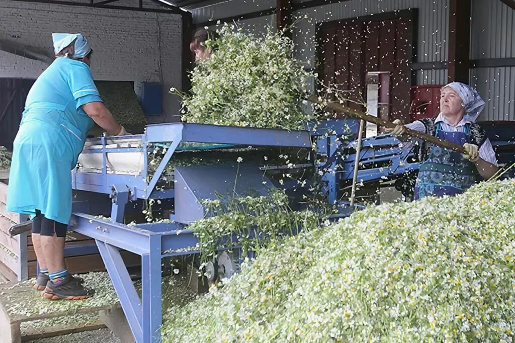 заготовка сырья дикорастущих. фитотерапия травы. источники лрс в фармакогнозии. технология лекарственного сырья. технология лекарственного сырья.