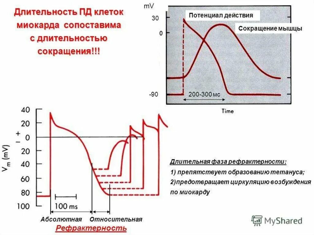 Электрическая активность клеток. Потенциал действия (Пд) миокарда. Потенциал действия сократительного миокарда фазы механизм. Потенциал действия клетки рабочего миокарда. Потенциал действия сердечной мышцы физиология.