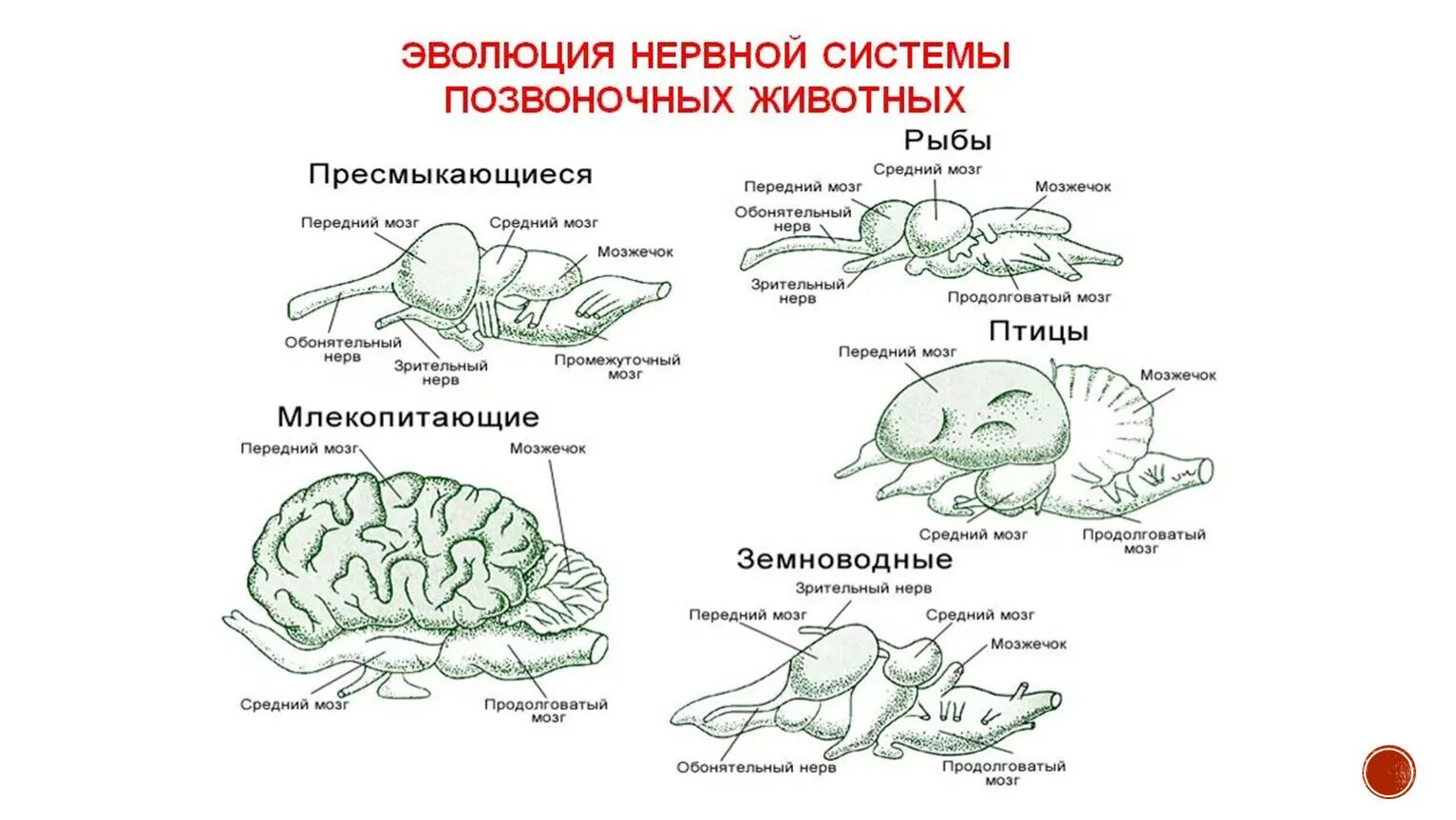 Среди позвоночных животных известны случаи заразного рака. Схема эволюции нервной системы у животных таблица. Этапы развития нервной системы. Филогенез нервной системы. Нервная система позвоночных животных. Усложнение нервной системы в процессе эволюции у животных.