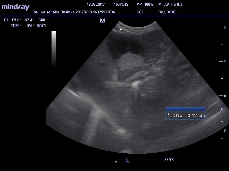 Узи печени собаки. УЗИ желчного пузыря у собаки.
