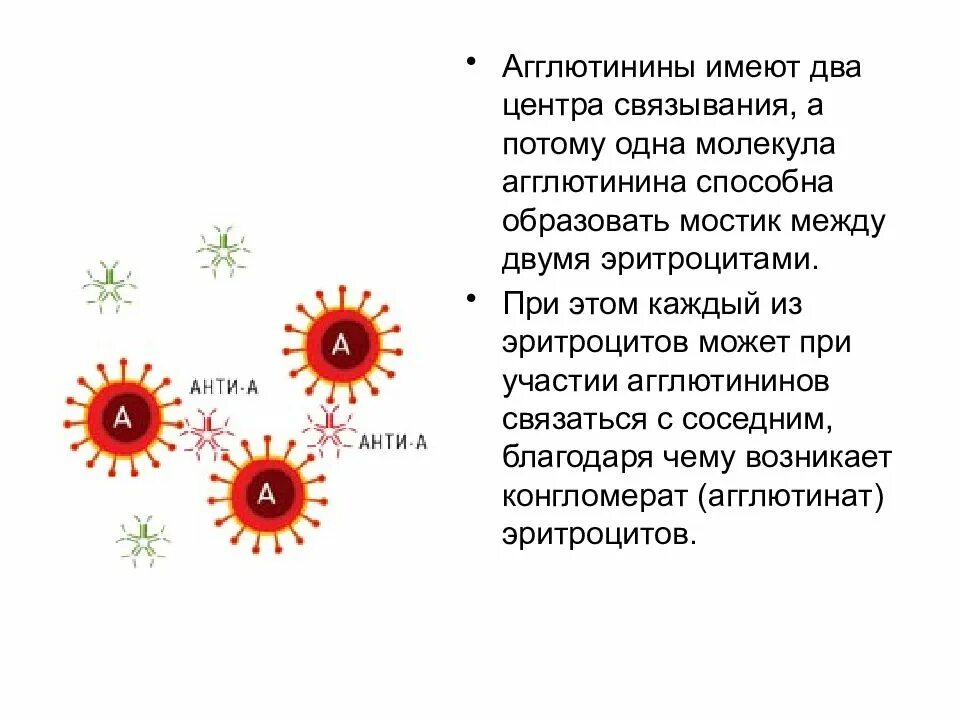 Агглютинины содержатся. Агглютинины. агглютинины находятся в. агглютинины в плазме крови. виды агглютининов.