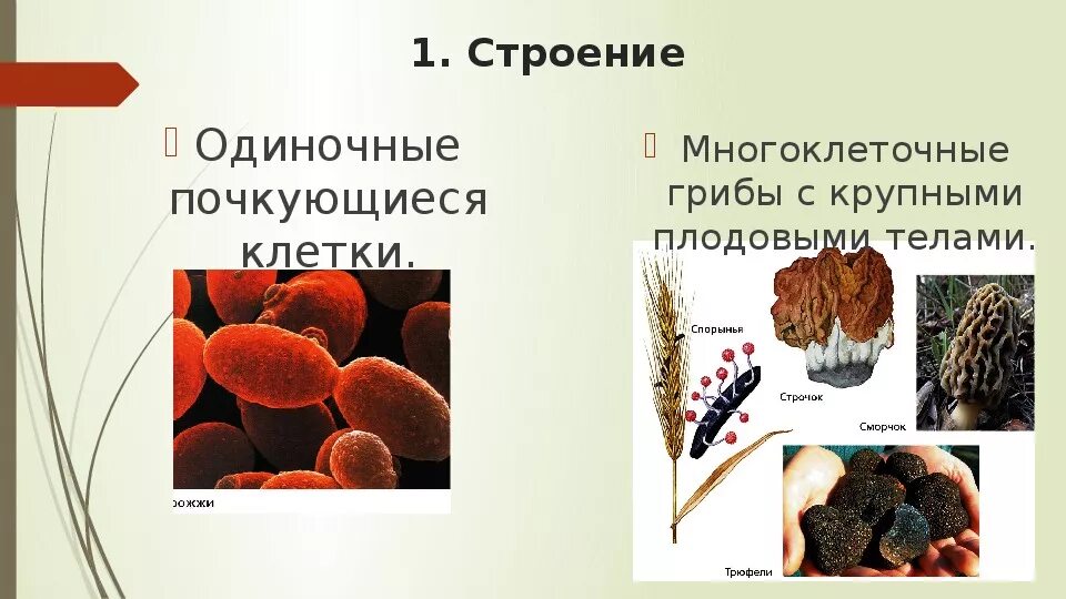 . Сумчатые грибы - Ascomycetes. Грибы отдела Аскомикота представители. Аскомицеты строение. Представители сумчатых грибов.