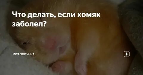 Перестал открываться хомяк
