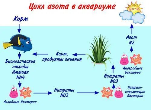 Какие изменения могут произойти в аквариуме. Азотный цикл в аквариуме схема. нитратный цикл в аквариуме. азотный цикл в аквариуме для начинающих. азотный цикл аквариумных растений.