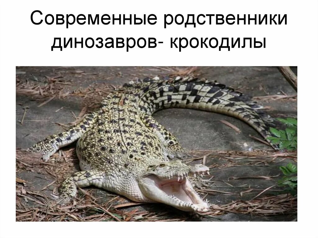 Гангский гавиал челюсти. Сородичи крокодила. Родственник крокодила. Крокодил. Родственник крокодила.