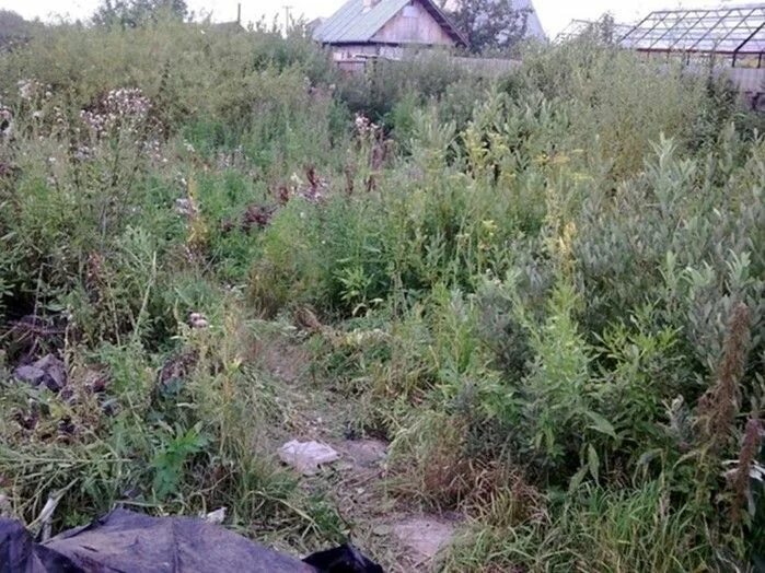 Купил заросший участок. Сорняки на участке. заросший огород. заросли травы. участок заросший травой.