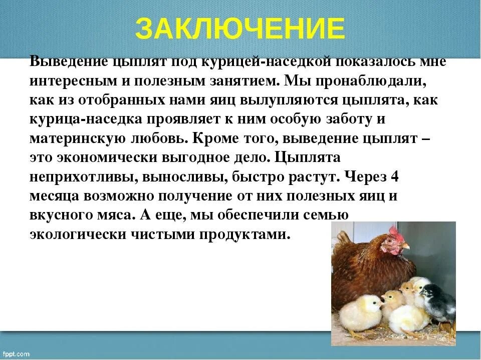 Сколько цыпленок в яйце. Выведение цыплят курицей-наседкой. Вывод цыплят наседка. Наседки для кур. Курица наседка на яйцах.