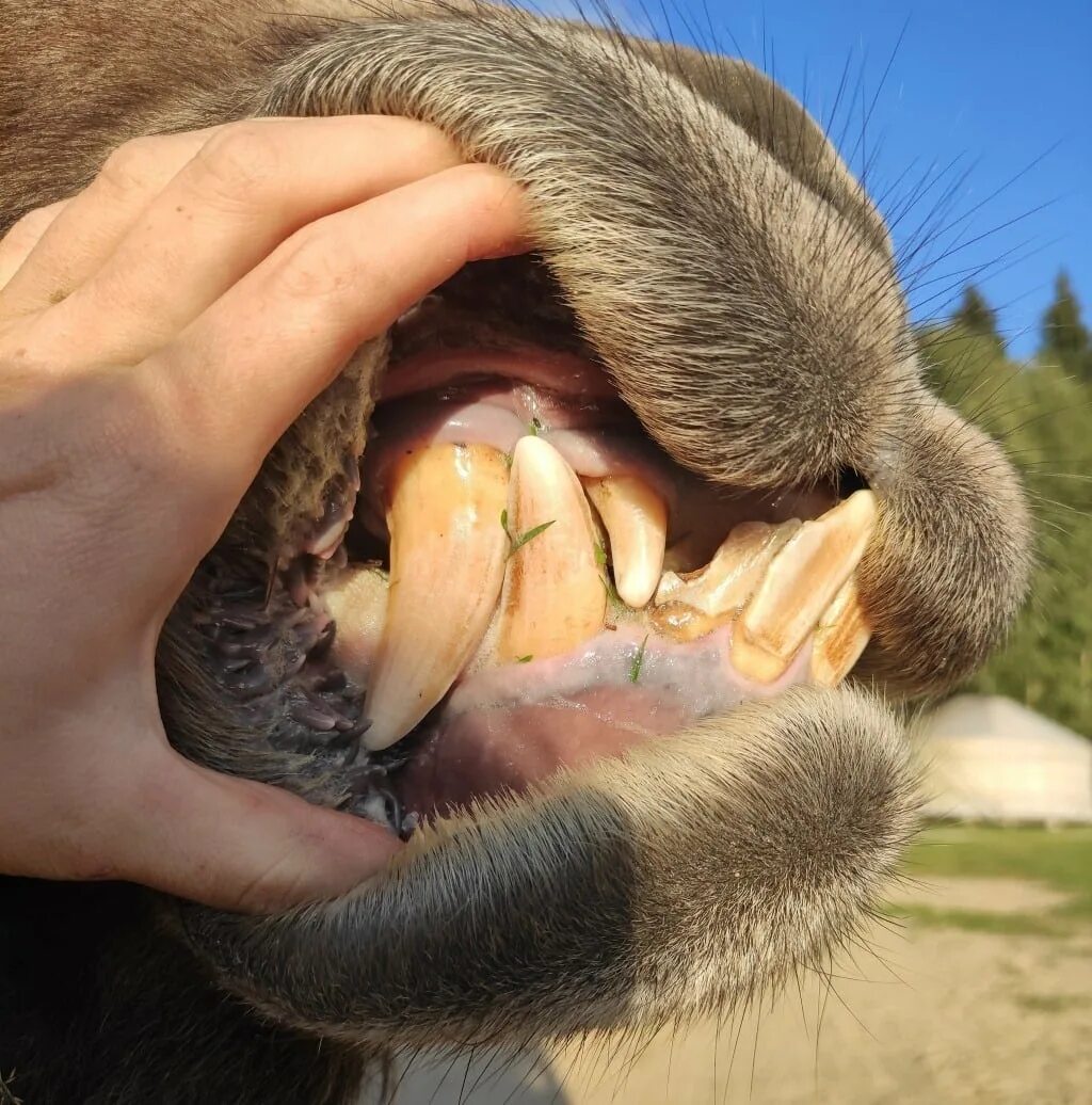 У этажей есть зубы. У этажей есть зубы