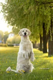 Dogs dreams