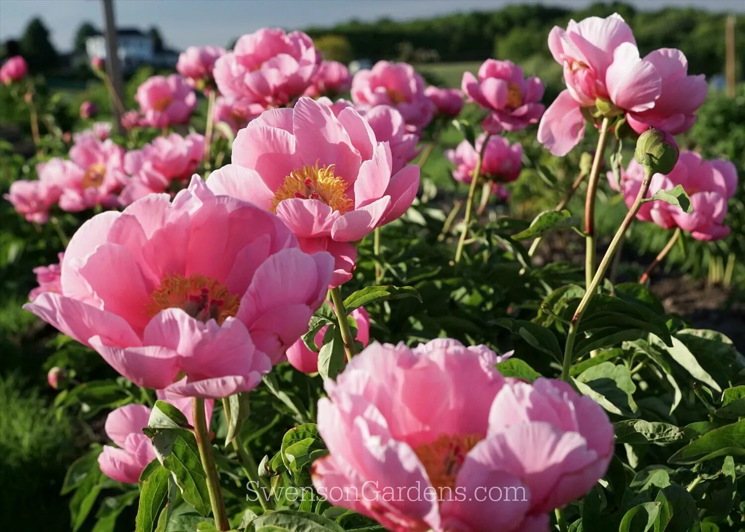 Peonies bloom. Lotus bloom пион. пион рамона линс. пион swenson gardens. оригинатор roger f. anderson  swenson gardens ,2025 сша. majesty’s coral махровый пион.