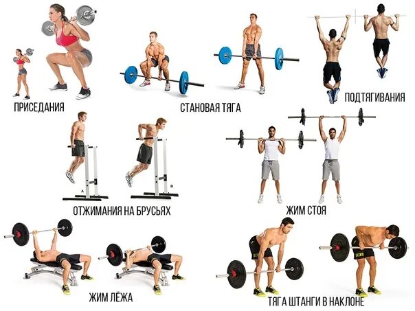 Основные упражнения со штангой. Базовые упражнения для набора мышечной. Базовые упражнения в спортзале для мужчин. Базовые упражнения со штангой.