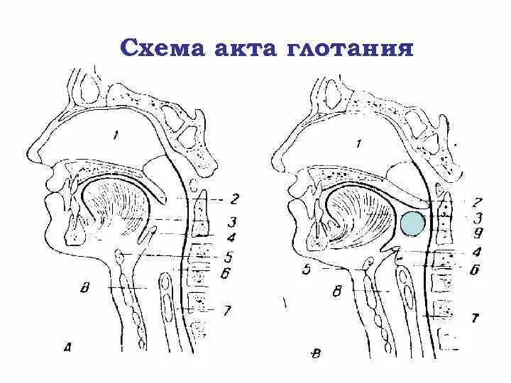 Акт глотания мышцы. Схема акта глотания. глотание анатомия. акт глотания анатомия. фазы глотания физиология.