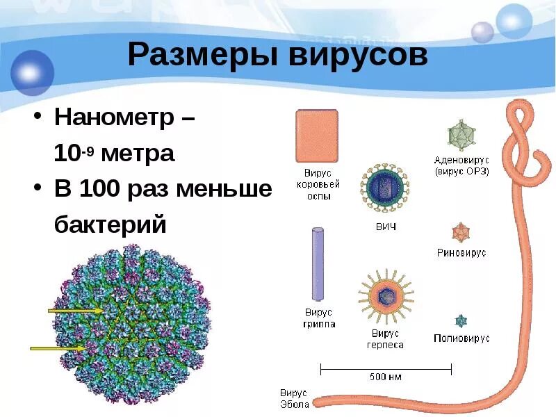 Сколько нанометров молекула
