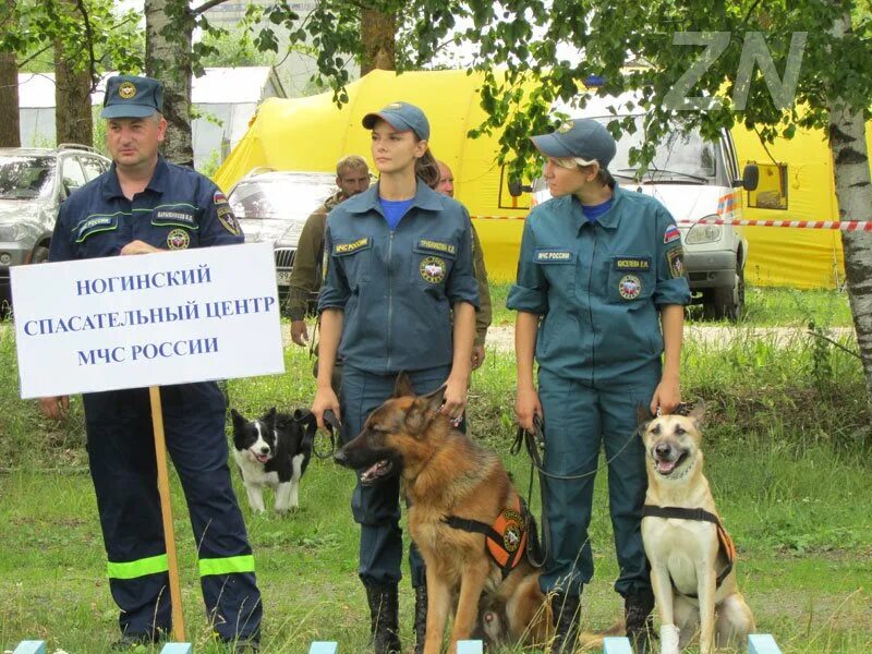 Животные в мчс. Поисково-спасательная служба. Поисково кинологическая служба. Поисково-спасательная служба. Собаки на службе мчс.