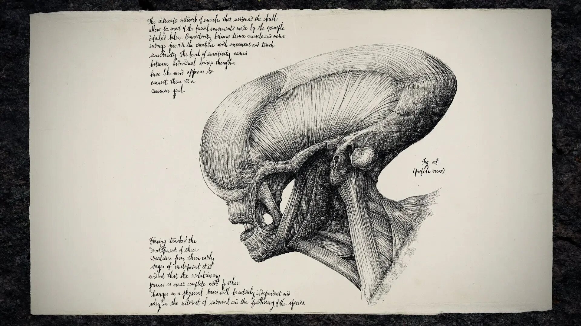 Чужой транскрипция. Чужой Завет Бестиарий Дэвида. Артбук "Alien Covenant: David’s drawings". Рисунки Дэвида чужой Завет.