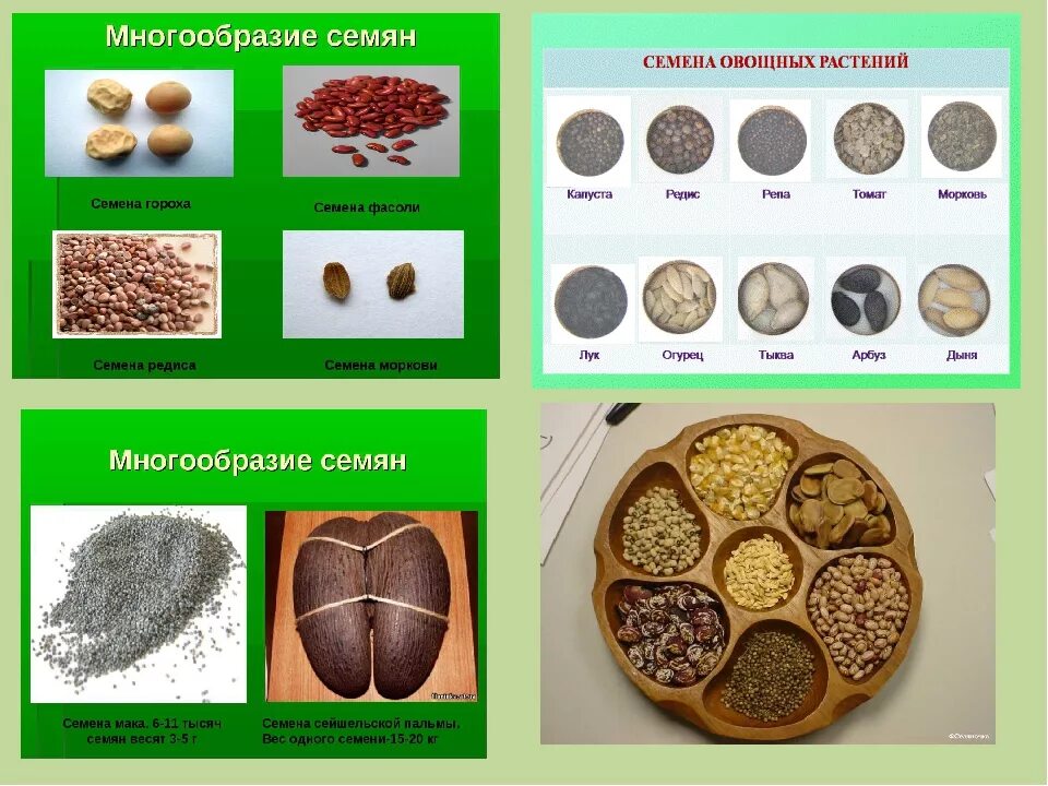 Выберите растения семена которых используют. Семена разных культур. Семена растений. Семена овощных растений. Семена растений виды.