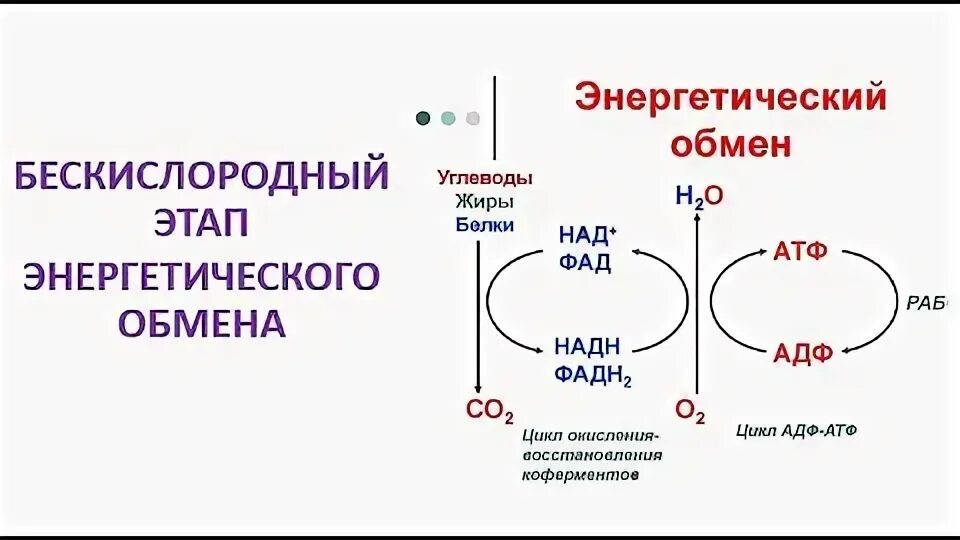 формула 2 этапа энергетического обмена. подготовительный этап дыхания гликолиз. схема гликолиза в клетке. стадии клеточного дыхания схема. клеточное дыхание гликолиз.