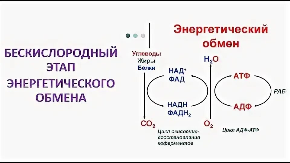 Бескислородному этапу обмена веществ. Этапы энергетического обмена. Подготовительный этап энергетического обмена. Бескислородный этап энергетического. Кислородный этап энергетического обмена.