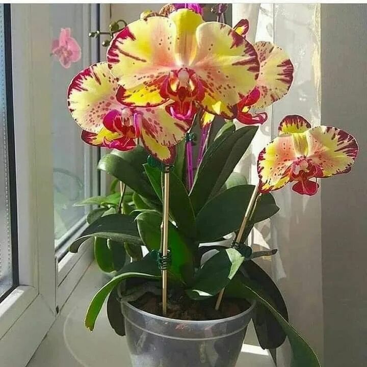Орхидея экзотик пунш фото Орхидея фаленопсис/ бабочка сорт Exotic Punch  частные объявления