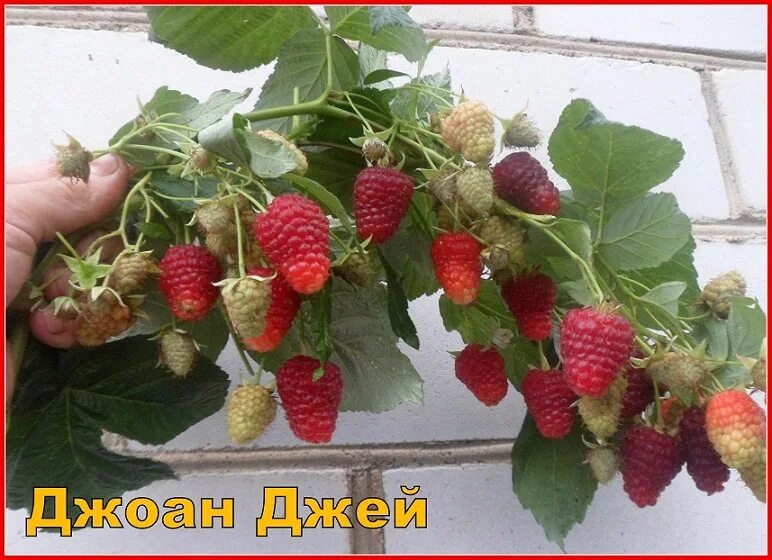 Малина джоан джей фото описание
