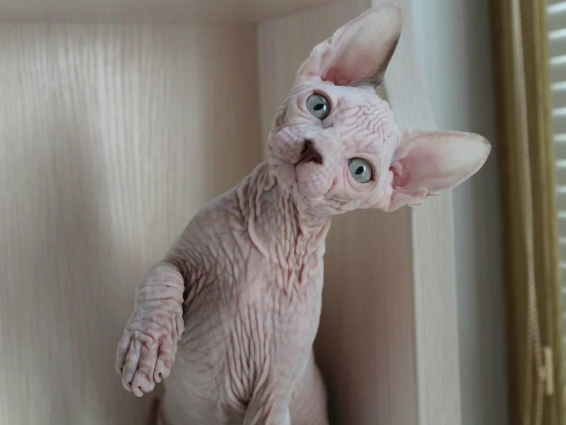 Канадский сфинкс. Лысый кот сфинкс. Донской сфинкс. Кошка сфинкс с большими ушами порода.