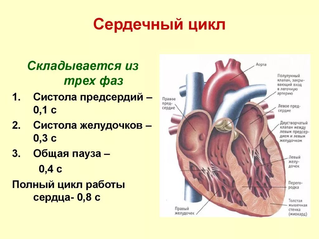 Строение и цикл работы сердца. Строение сердца систола. Фазы деятельности сердца физиология. Физиология сердца сердечный цикл. Норма правого предсердия