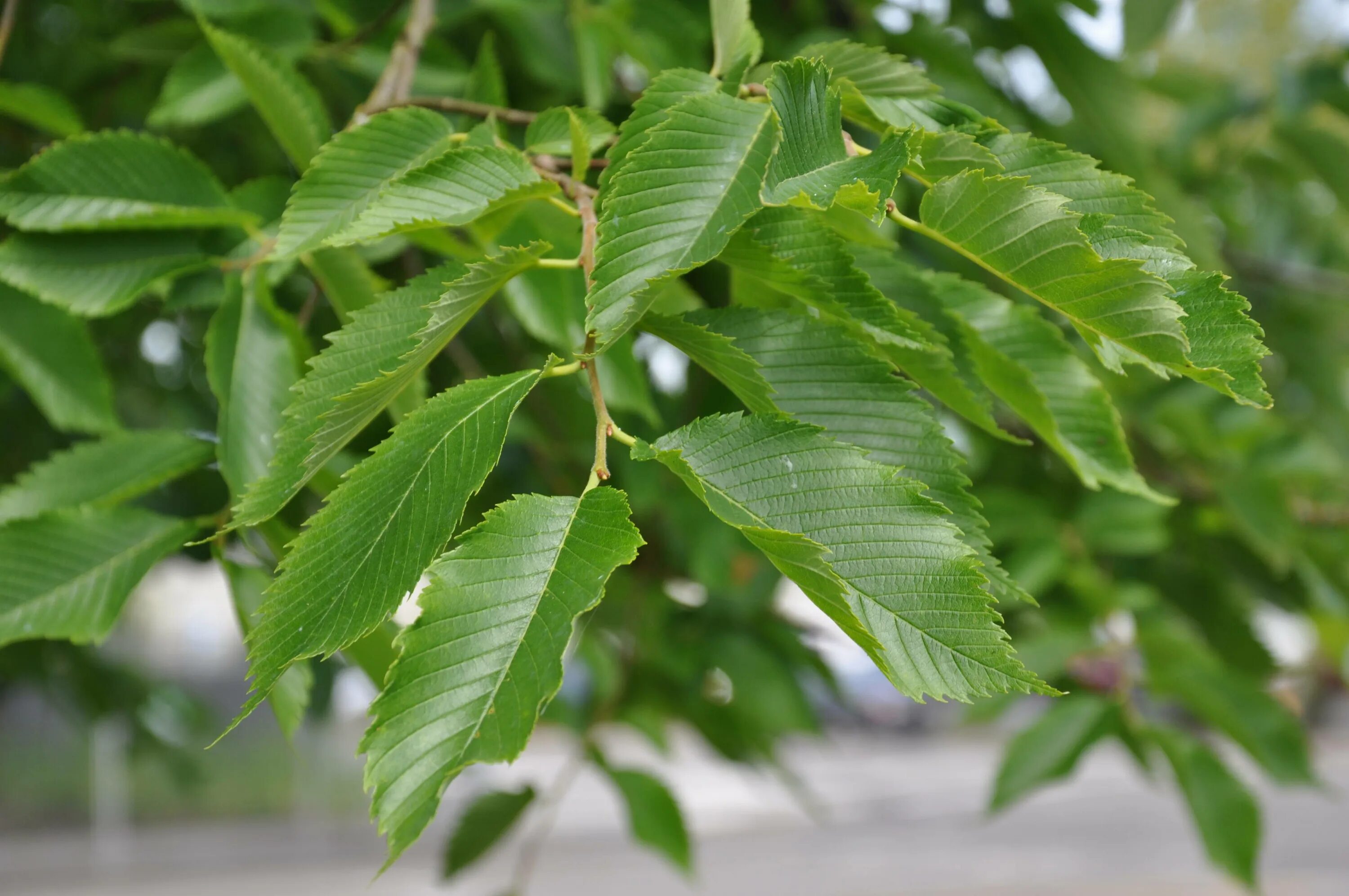 Карагач описание. Вяз мелколистный. Вяз гладкий (Ulmus laevis). Вяз мелколистный дерево. Ильм (вяз мелколистный).