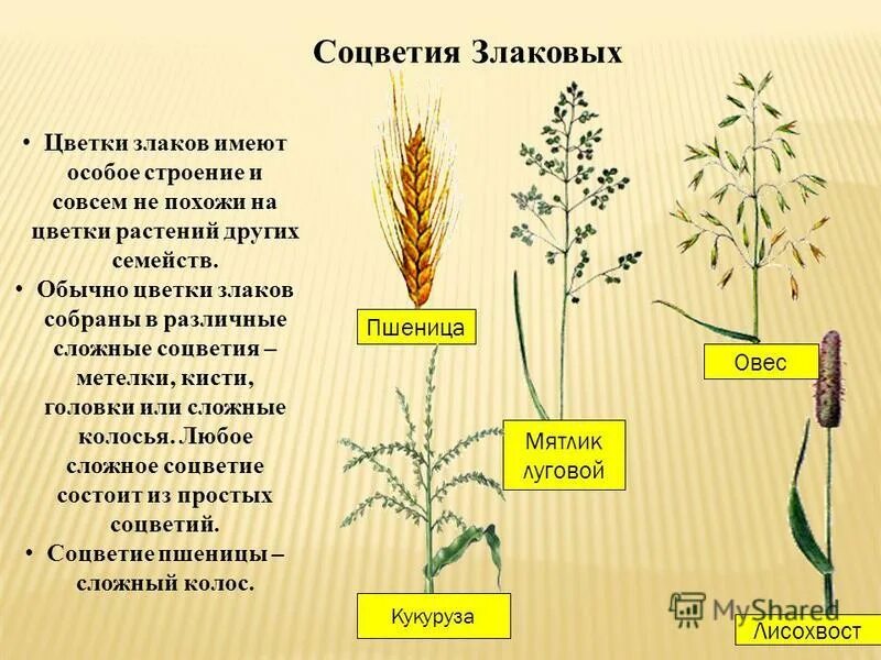 Характеристика семейства злаковые. Покрытосеменные однодольные злаковые. Строение околоцветника злаковых. Однолетние однодольные растения. Биология 6 класс сообщение про семейство злаки.