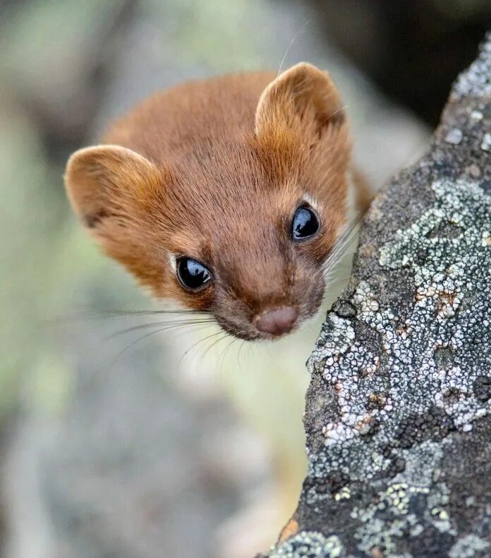 Ласка (mustela nivalis). Маленькая куница. Горностай и куница. Ласка норка хорёк горностай. Маленький шустрый зверек.