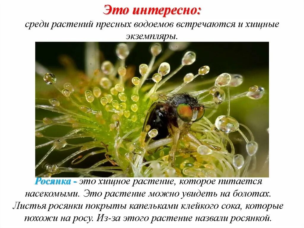 Сообщение о интересном растении. Сообщение о интересном растении