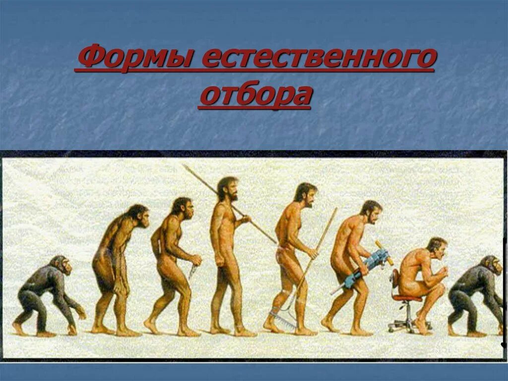 Ведущий естественного отбора