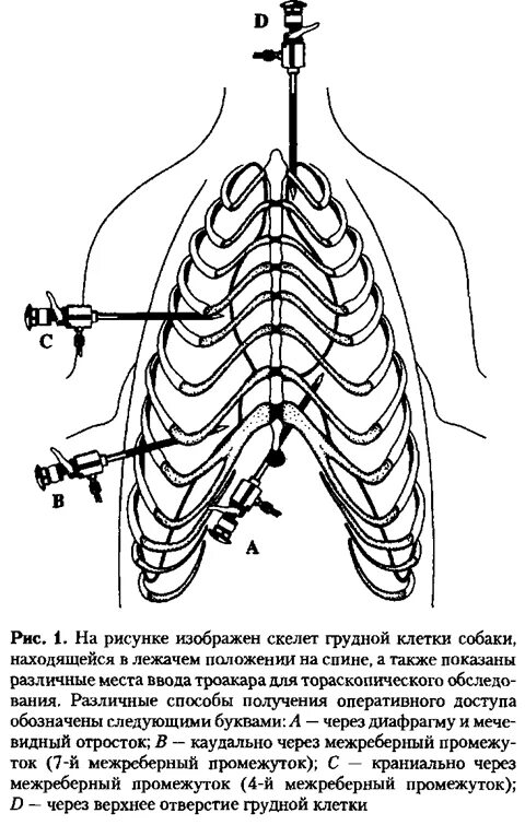 Торакоскопия грудной клетки. Грудная клетка собаки анатомия. Строение грудной клетки собаки. Мечевидный отросток грудины у собаки. Грудное отверстие