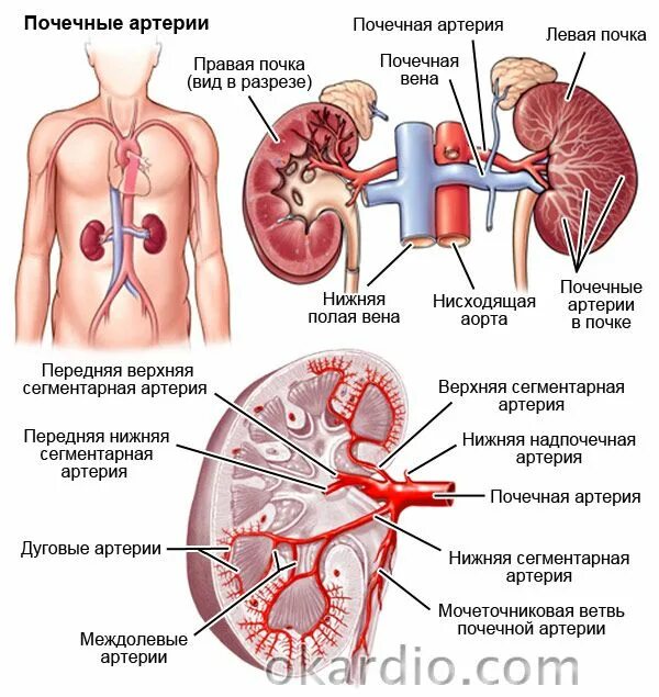 Почечные вены какая кровь. Строение почечной артерии. Добавочные почечные артерии схема. Кровоснабжение почки анатомия. Строение почечной вены.