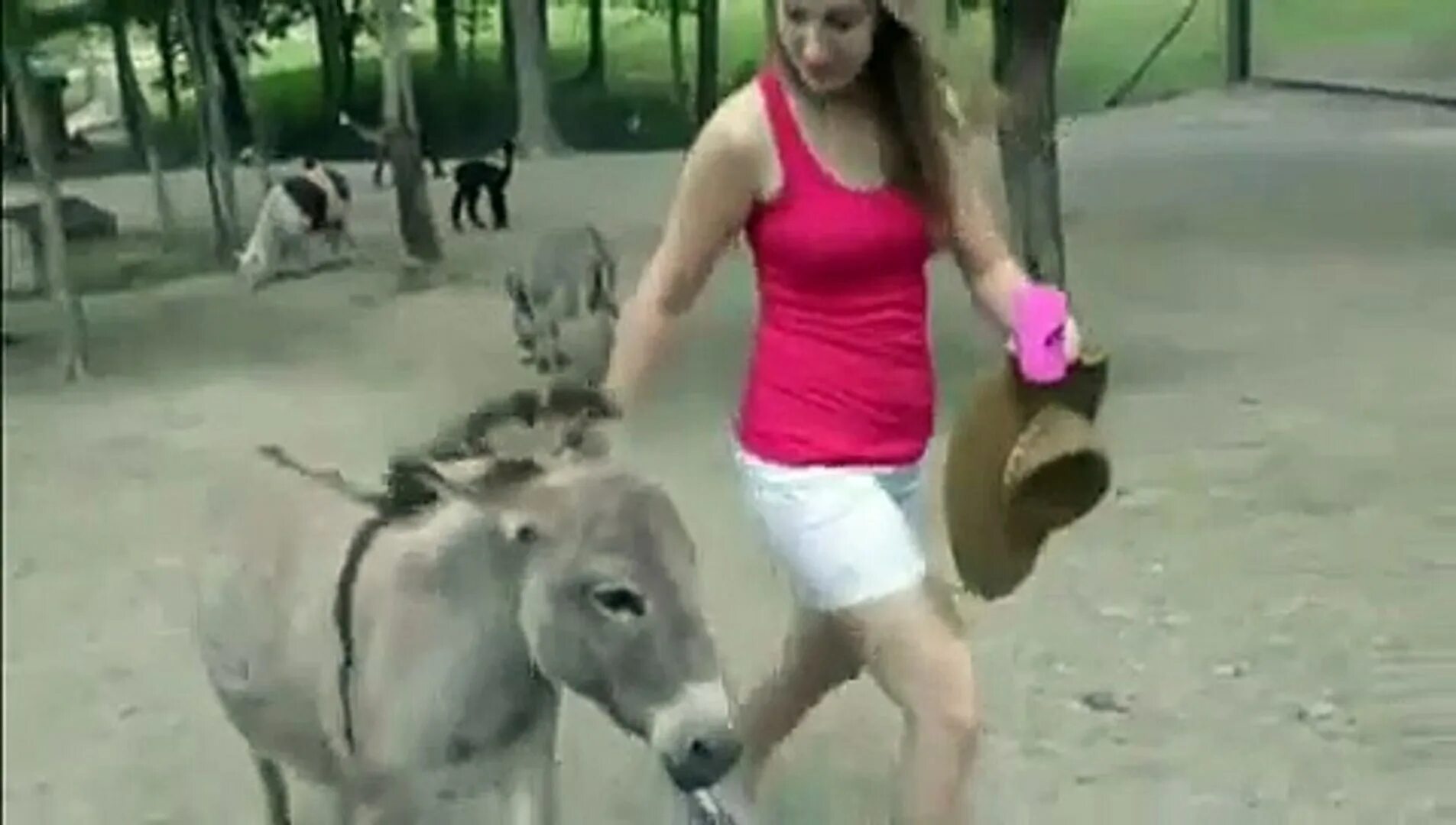 Засунул теткам. Девушка на ишаке. Осёл девушка. Donkey Donkey девушка. Женщина на осле.