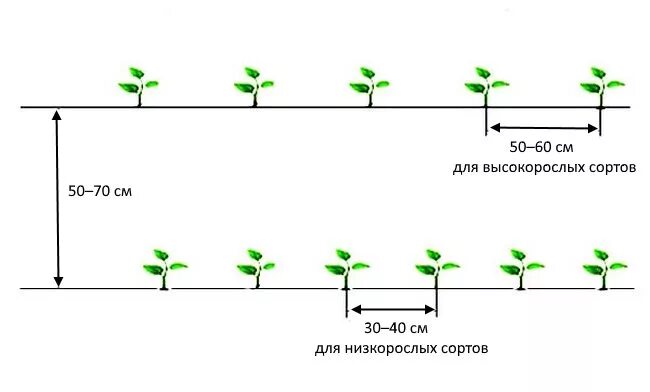 Посадка голубики схема посадки. Схема посадки голубики садовой высокорослой. Схема посадки голубики высокорослой. Голубика схема посадки кустов. На каком расстоянии сажать голубику друг