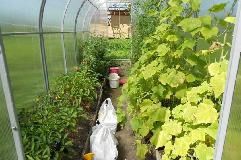 Что сажают в парнике. Pomidor v parnike. Теплица с огурцами. Теплица в огороде. Теплица с помидорами и огурцами.