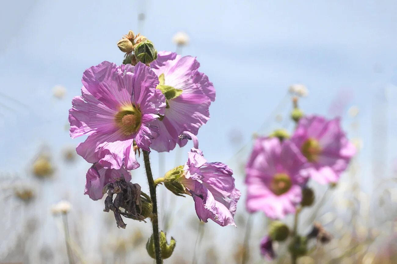 Парусник кочубей бабочка. Рїрѕр·рґсђр. Гипсофила изящная бебисбреф. Острова антиподов новая зеландия. Острова антиподов новая зеландия.