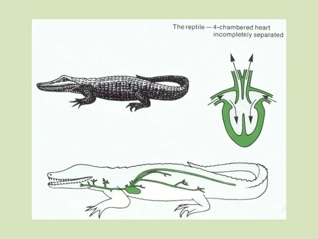 Кровеносная система пресмыкающихся крокодила. Кровеносная система крокодила схема. Кровеносная система крокодилов схема. Дыхательная система крокодила. Сердце у крокодила состоит