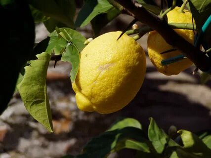 Fruit lemon