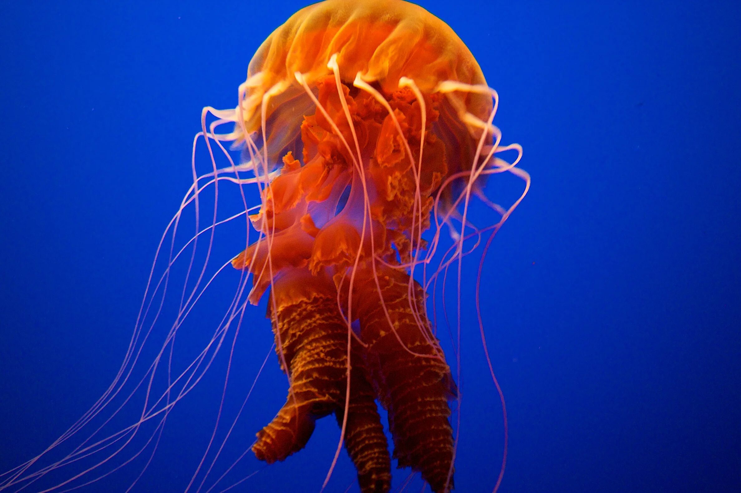 Медуза беспозвоночное. Нервная система медузы. Нервная система сцифоидных. Желудок медузы.