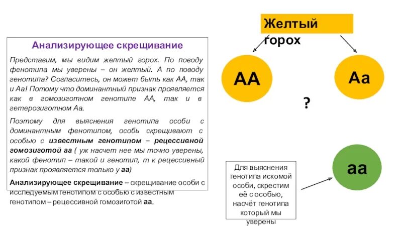 Анализирующее скрещивание горох. Анализирующее скрещивание фенотип генотип. Желтая горошина скрещивается с желтым горохом. С какой целью проводят анализирующее скрещивание.