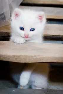 Включи котенок малыш