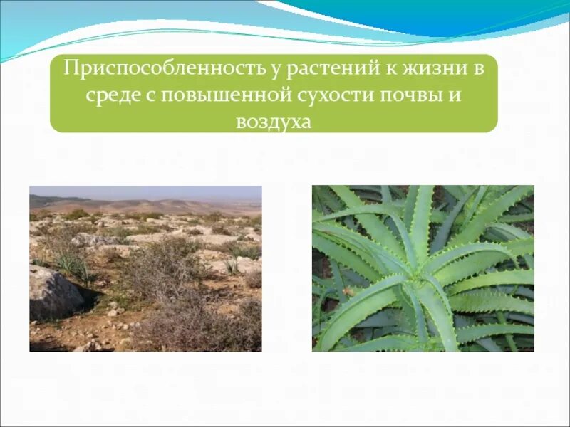 Приспособления животных к жизни в природе. Приспособление организмов к жизни 5 класс. Приспособление организмов к жизни 5 класс. Приспособление организмов адаптация. Приспособление животных к среде.