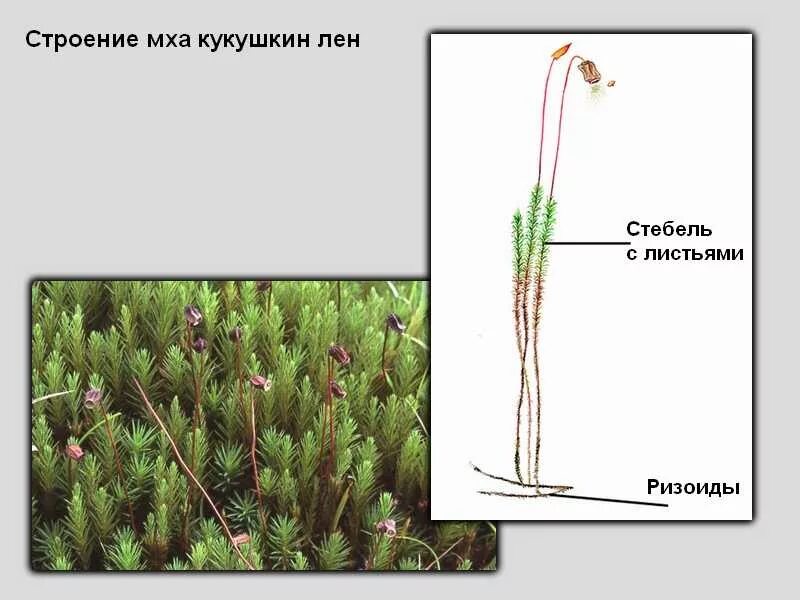 Какие функции выполняют ризоиды мхов. Строение мха кукушкин лен. моховидные растения кукушкин лен. кукушкин мох строение. кукушкин лён обыкновенный ризоиды.