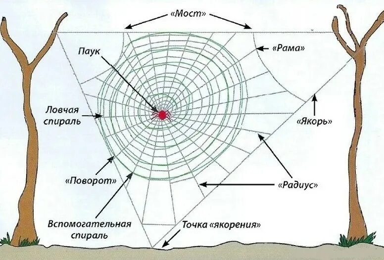 Типы паутины. Строение ловчей сети паука. ловчая сеть паука схема. строение паутины паука схема. строение нити паутины.