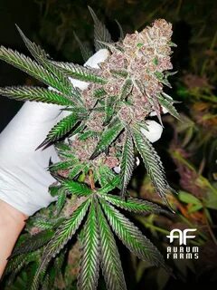 Indica flower
