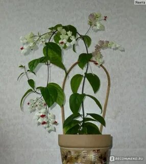 Грунт для клеродендрума