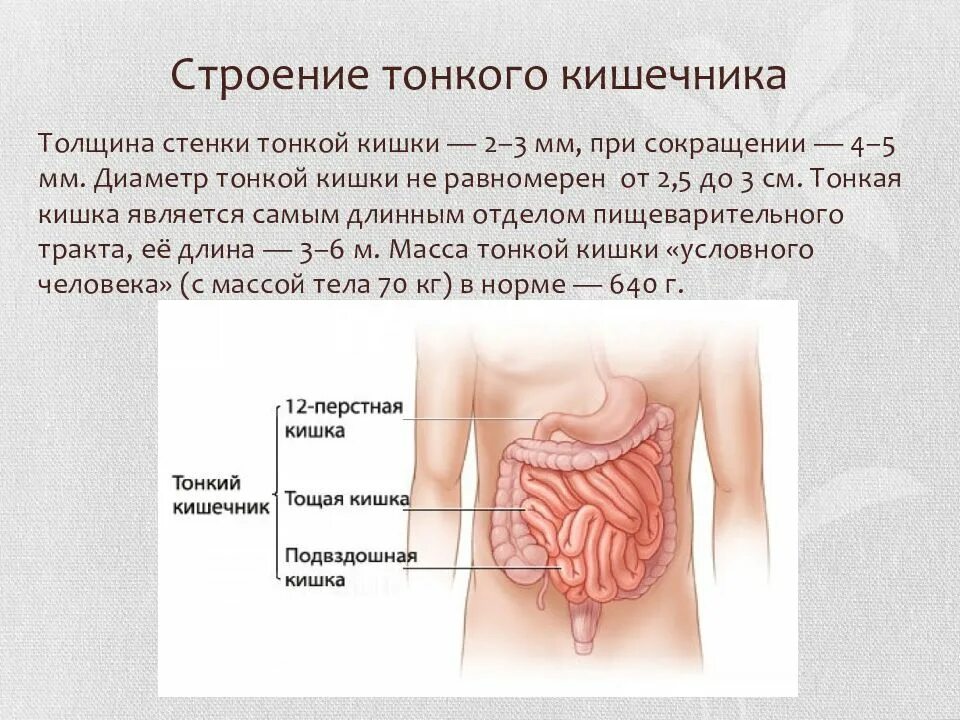 Характеристика тонкой кишки. Тонкий кишечник состав строение. Толстый и тонкий кишечник анатомия строение и функции. Внешнее строение тонкой кишки. Кишечник строение тонкой кишки.