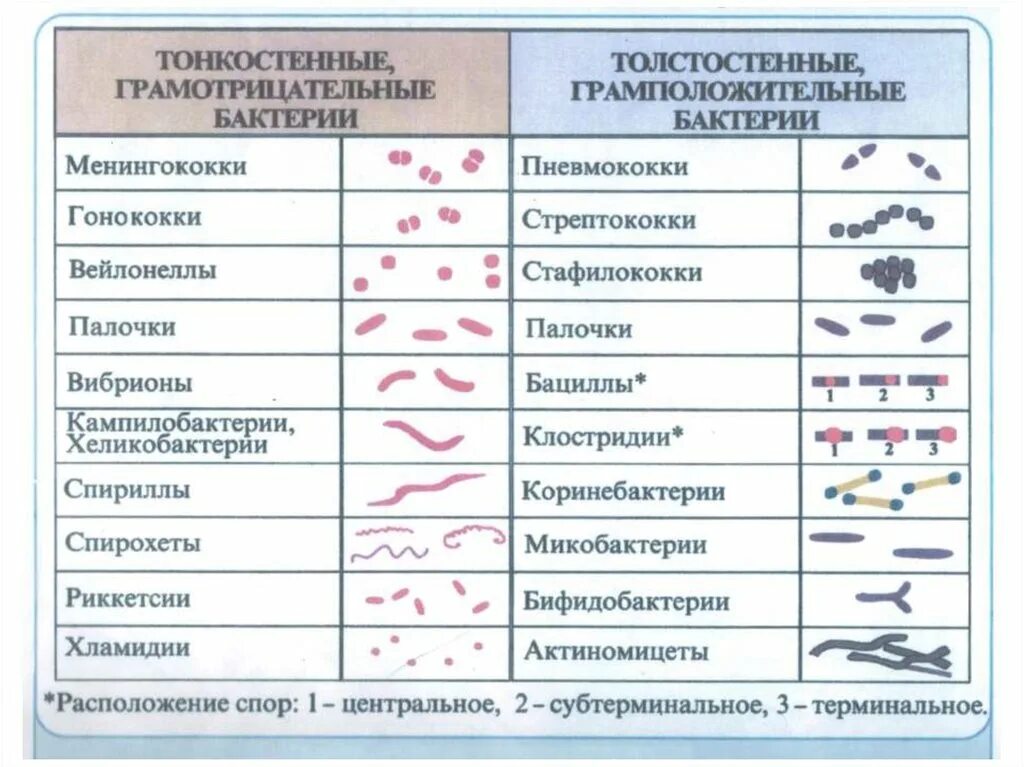 Примеры групп бактерий. Берджи классификация микроорганизмов. Классификация бактерий по форме микробиология. Бактерии классификация таблица. Схема классификация бактерий микробиология.